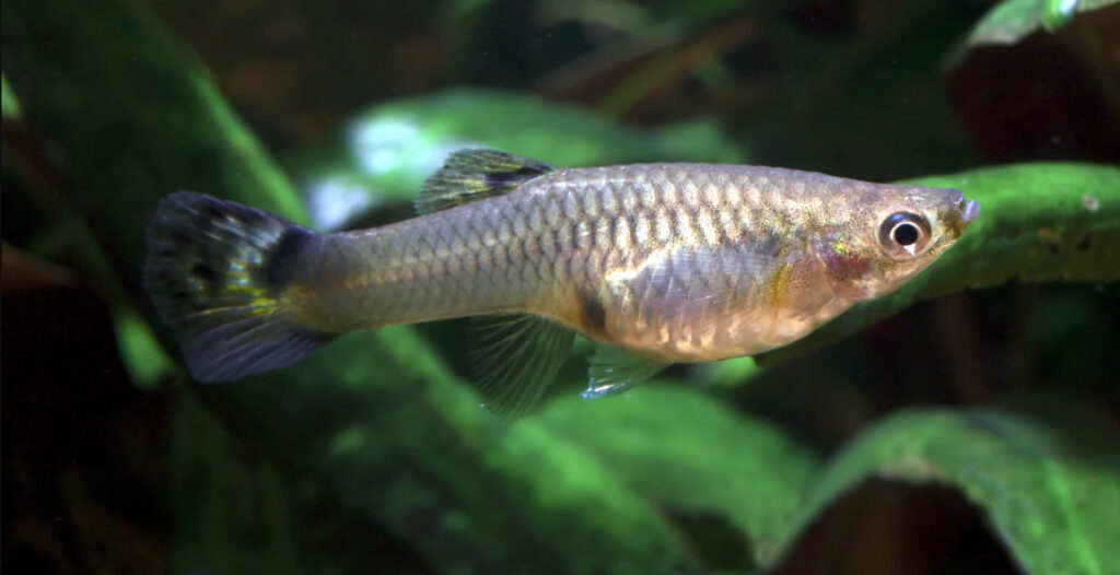 Representative image. A guppy swimming in freshwater. Photo Source: Animalia.