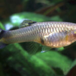 Representative image. A guppy swimming in freshwater. Photo Source: Animalia.