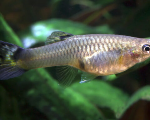 Representative image. A guppy swimming in freshwater. Photo Source: Animalia.