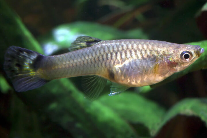 Representative image. A guppy swimming in freshwater. Photo Source: Animalia.