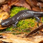 Representative image Jefferson Salamander,Photo Source: Evangrimes (CC BY 4.0)