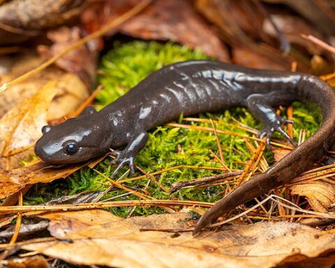 Representative image Jefferson Salamander,Photo Source: Evangrimes (CC BY 4.0)