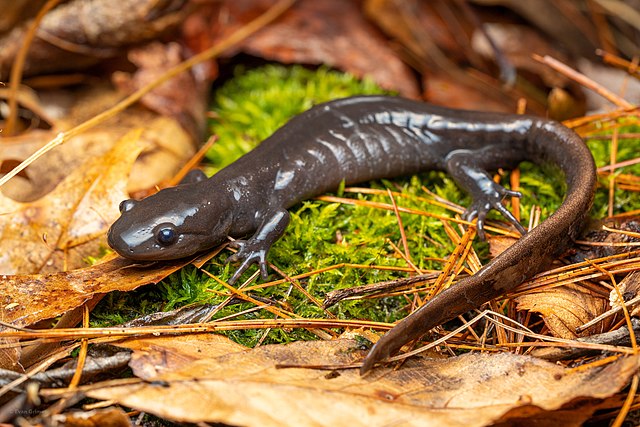 Representative image Jefferson Salamander,Photo Source: Evangrimes (CC BY 4.0)