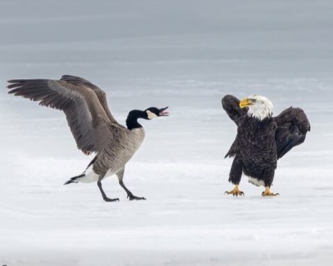 Bald Eagle Photo Source: Msequeira photography (@Instagram)