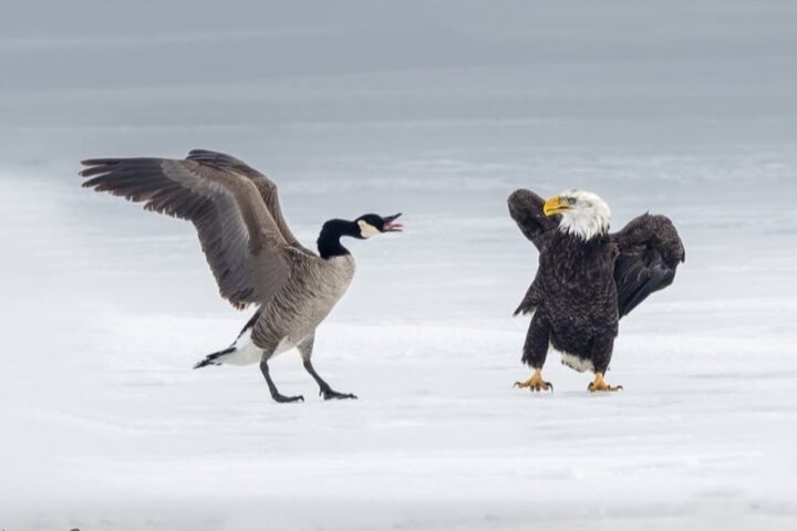 Bald Eagle Photo Source: Msequeira photography (@Instagram)