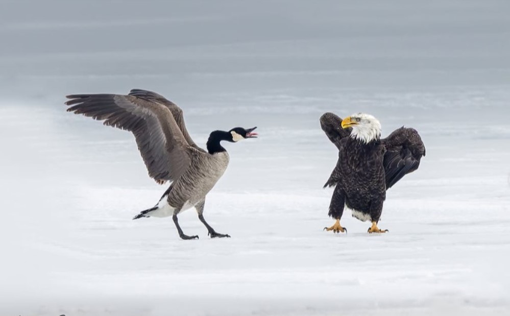 Bald Eagle Photo Source: Msequeira photography (@Instagram)