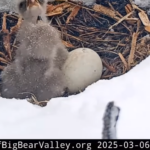 Representative Image. a bird's nest delicately perched amidst A snowy setting. Photo Credit - Friends of Big Bear Valley and Big Bear Eagle Nest Cam (Facebook)