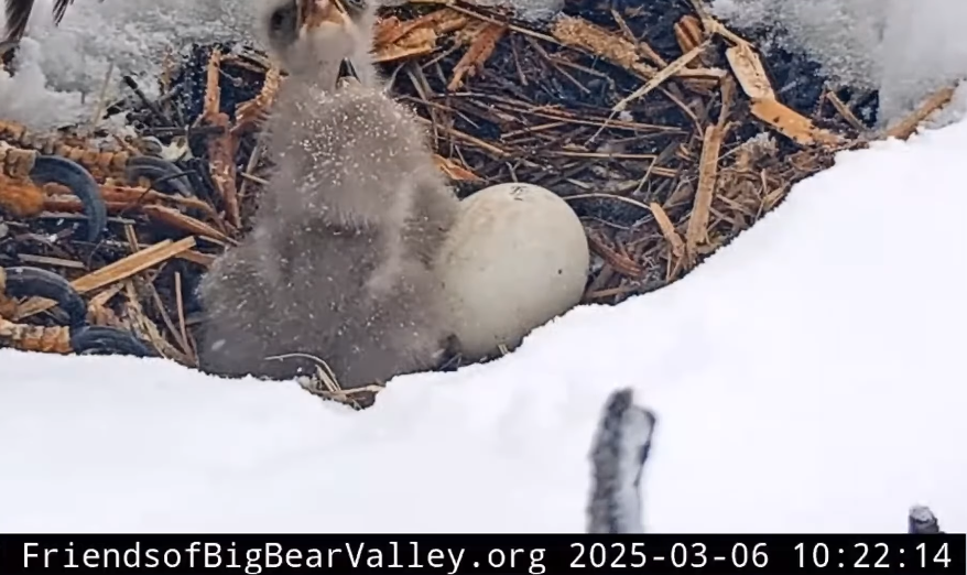 Representative Image. a bird's nest delicately perched amidst A snowy setting. Photo Credit - Friends of Big Bear Valley and Big Bear Eagle Nest Cam (Facebook)