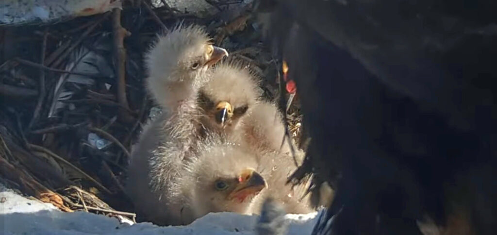 Representative Image. Three adorable bird chicks nestled in a cozy nest made of twigs and natural materials. Photo Credit - Friends of Big Bear Valley and Big Bear Eagle Nest Cam (Facebook)