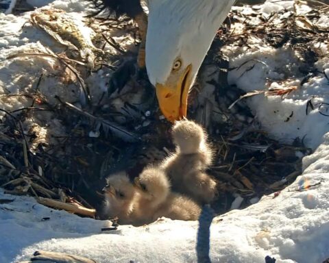 Representative Image. Bald eagle feeding his chicks. Photo Credit - Friends of Big Bear Valley and Big Bear Eagle Nest Cam (Facebook)