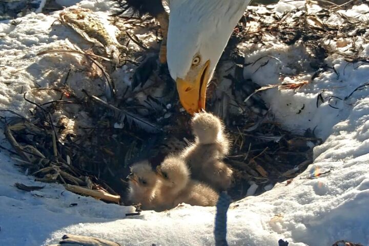 Bald eagle feeding his chicks. Photo Source - Friends of Big Bear Valley and Big Bear Eagle Nest Cam (Facebook)