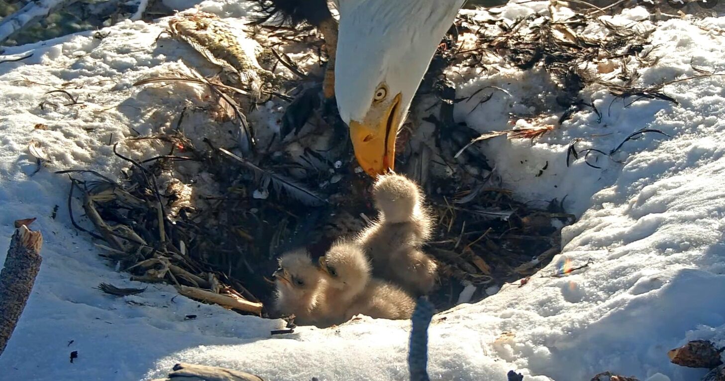 Representative Image. Bald eagle feeding his chicks. Photo Credit - Friends of Big Bear Valley and Big Bear Eagle Nest Cam (Facebook)