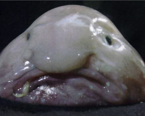 Representative Image: Blobfish. Photo Source: James Joel (Flickr)