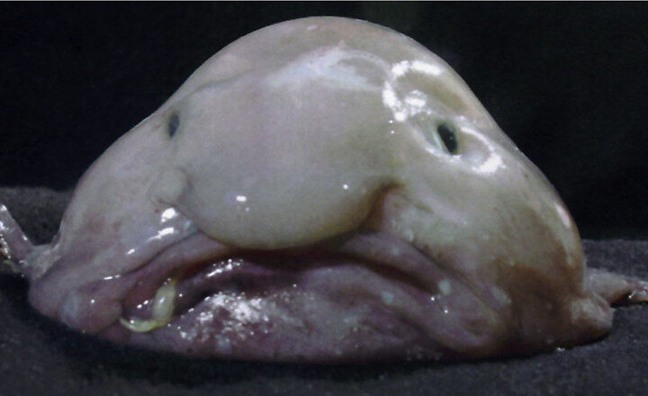 Representative Image: Blobfish. Photo Source: James Joel (Flickr)