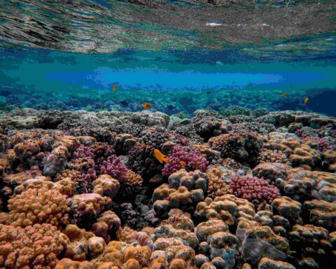 Representative Image: Marine life. Photo Source: Francesco Ungaro ( Pexels)