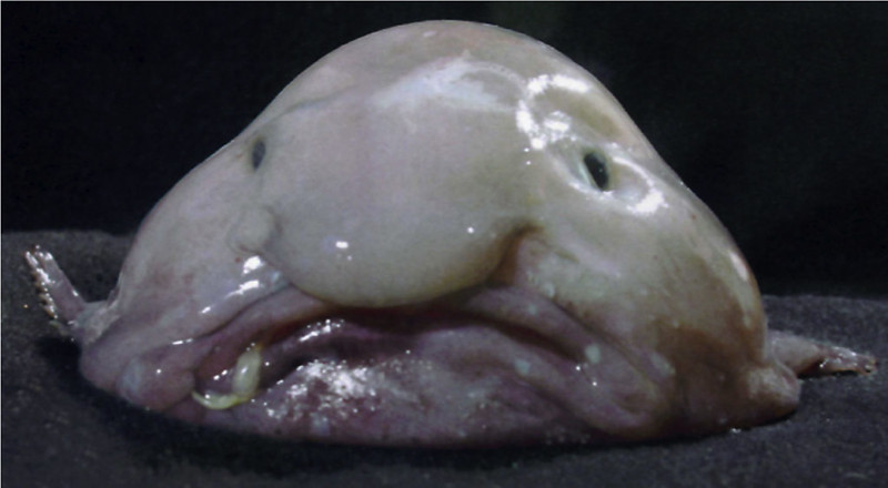 Representative Image: Blobfish. Photo Source: James Joel (Flickr)