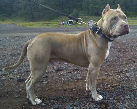 Pit Bull Bully amstaff. Photo Source:Paluar (CC BY-SA 3.0)