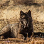 Wolf Collaring . Photo Source: Malia Byrtus/California Wolf Project.