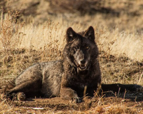 Wolf Collaring . Photo Source: Malia Byrtus/California Wolf Project.