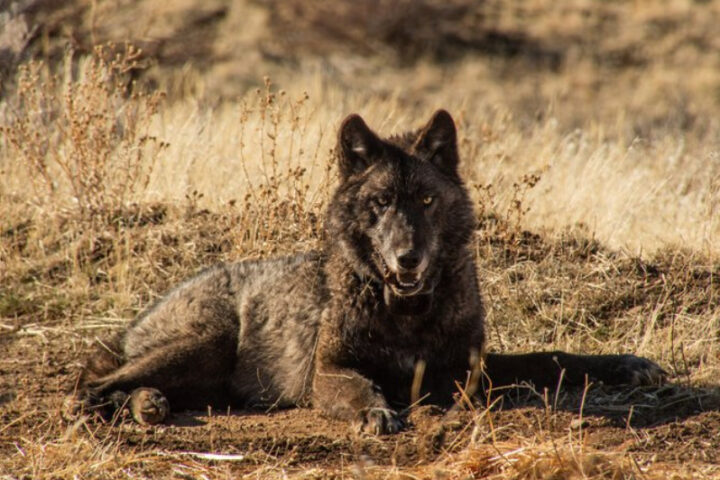 Wolf Collaring . Photo Source: Malia Byrtus/California Wolf Project.