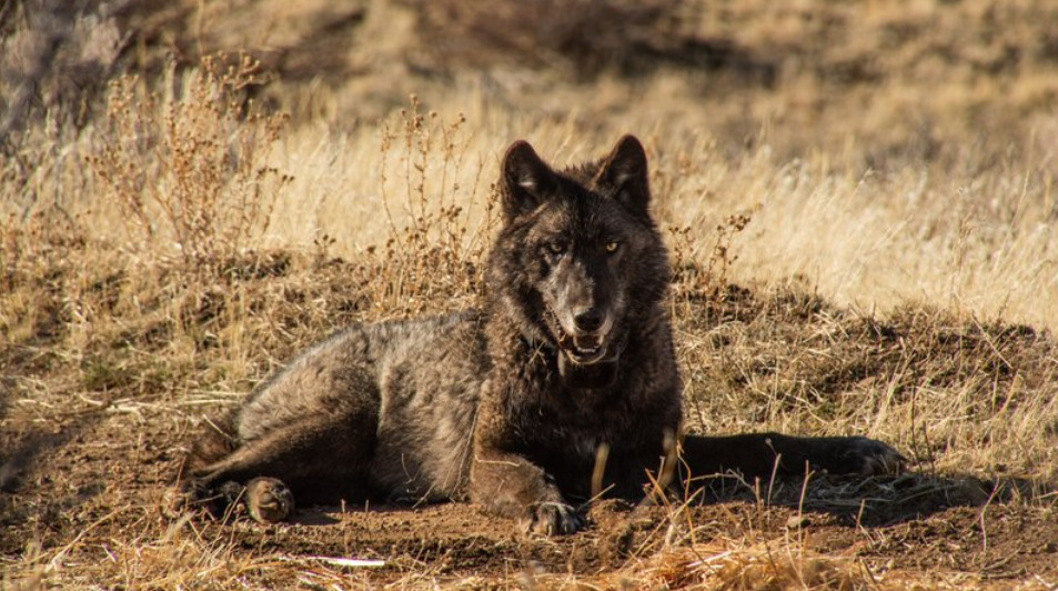 Wolf Collaring . Photo Source: Malia Byrtus/California Wolf Project.