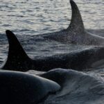 Close up of three southern resident Killer whale.Photo Source: WFF