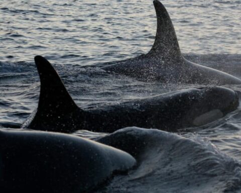 Close up of three southern resident Killer whale.Photo Source: WFF