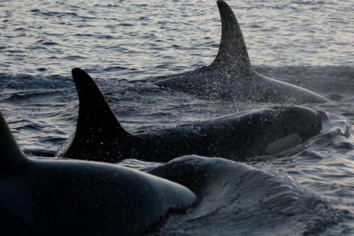 Close up of three southern resident Killer whale.Photo Source: WFF