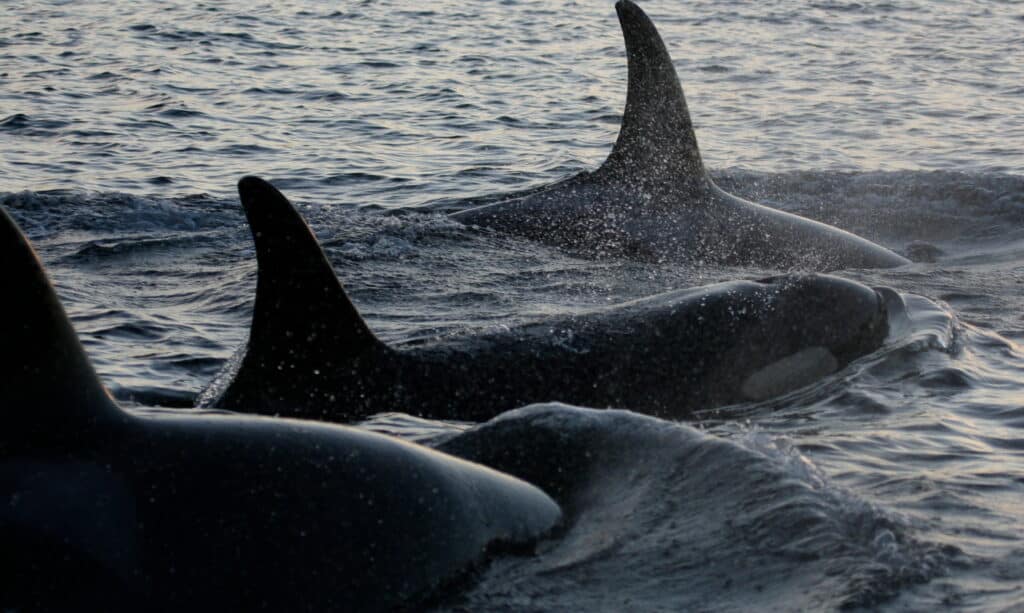 Close up of three southern resident Killer whale.Photo Source: WFF