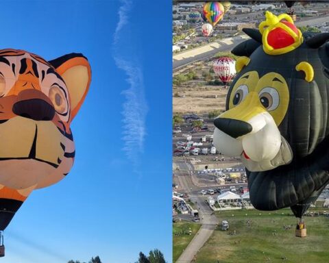 The two special shaped balloons, Simba the Lion and Axel the Tiger.