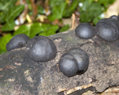 Representative Image King Alfred’s Cake fungus, Photo Source: Tony Hisgett (CC BY 2.0)