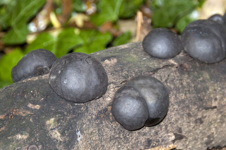 Representative Image King Alfred’s Cake fungus, Photo Source: Tony Hisgett (CC BY 2.0)