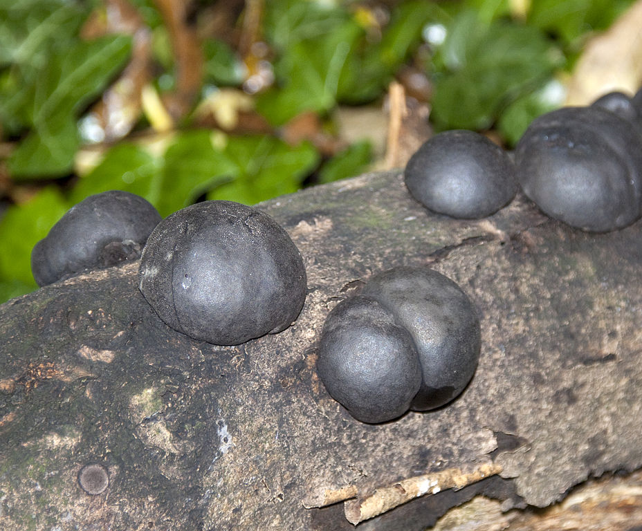 Representative Image King Alfred’s Cake fungus, Photo Source: Tony Hisgett (CC BY 2.0)