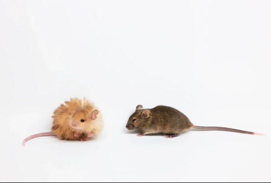 Scientists Have Bred Woolly Mice on Their Journey to Bring Back the Mammoth.