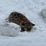 Cougar cubs lying down in snow. Photo Source - Michigan Department of Natural Resources (Facebook)