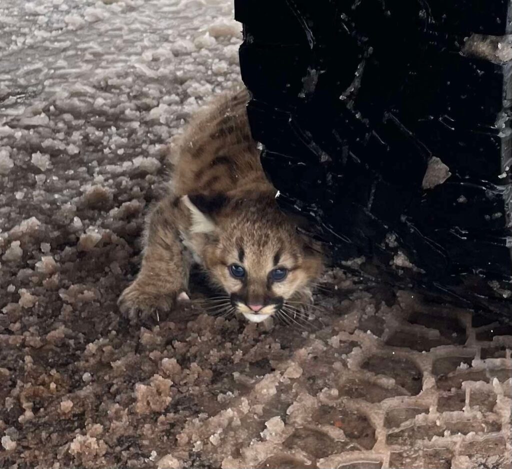 A Cougar, crouched on a snowy or icy surface near a large black tire. Photo Source - GOVDelivery