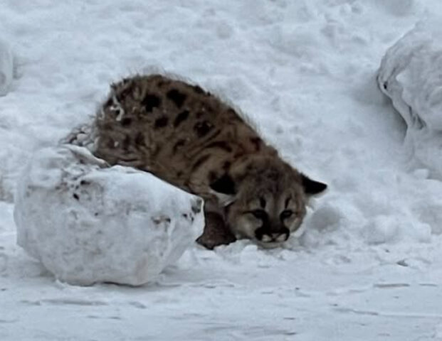 Cougar cubs lying down in snow. Photo Source - Michigan Department of Natural Resources (Facebook)