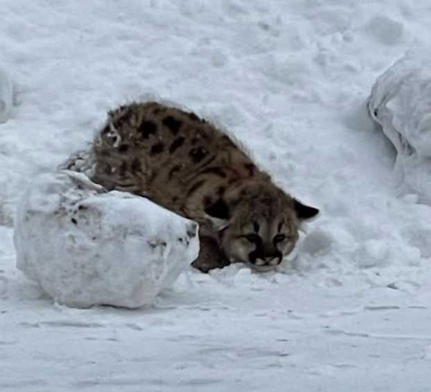 Cougar cubs lying down in snow. Photo Source - Michigan Department of Natural Resources (Facebook)