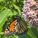 Monarch butterfly on milkweed/Tierra Curry.