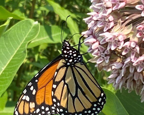 Monarch butterfly on milkweed/Tierra Curry.