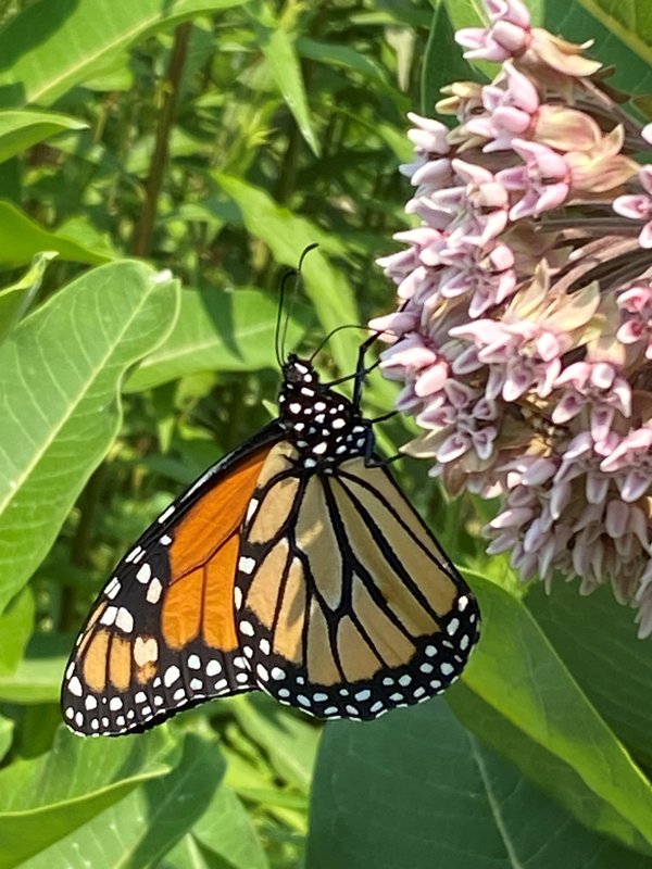 Monarch butterfly on milkweed/Tierra Curry.