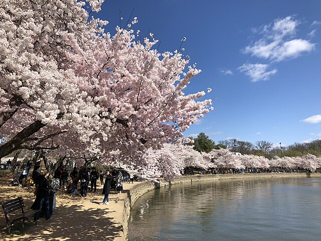 Representative Image. View north along the west shore of the Tidal Basin while the Yoshino Cherries are blooming during the 2018 Cherry Blossom Festival in Washington, D.C., Photo Source: Famartin (CC BY-SA 4.0)