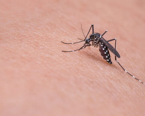 Representative Image Dengue Mosquito Photo Source: Pickpik