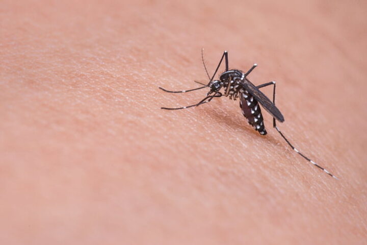 Representative Image Dengue Mosquito Photo Source: Pickpik