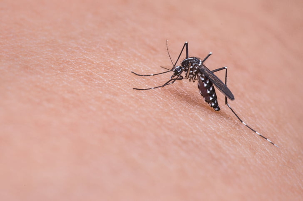 Representative Image Dengue Mosquito Photo Source: Pickpik