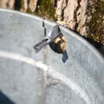 Representative Image. Collecting Maple Syrup from Tree. Photo Source: Rawpixel / U.S. Army