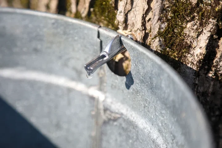 Representative Image. Collecting Maple Syrup from Tree. Photo Source: Rawpixel / U.S. Army