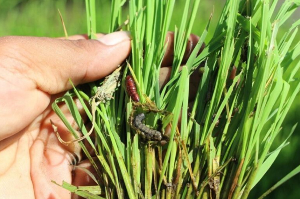 A close-up of a hand holding young rice plants that are visibly damaged. The presence of caterpillars and pupae suggests an infestation, likely by a pest such as the fall armyworm (Spodoptera frugiperda) or rice cutworm (Mythimna separata). Photo Source: CABI NEWS