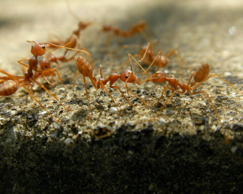 Representative Image: A close-up view of red ants, possibly fire ants or weaver ants, interacting with each other on a rough surface. Photo Source: Marufish (CC BY-SA 2.0)