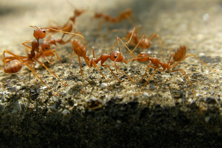 Representative Image: A close-up view of red ants, possibly fire ants or weaver ants, interacting with each other on a rough surface. Photo Source: Marufish (CC BY-SA 2.0)